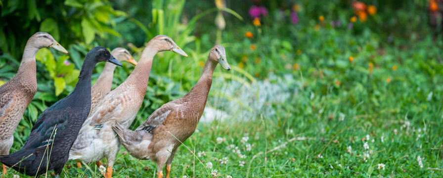 flock of indian runner ducks in the garden