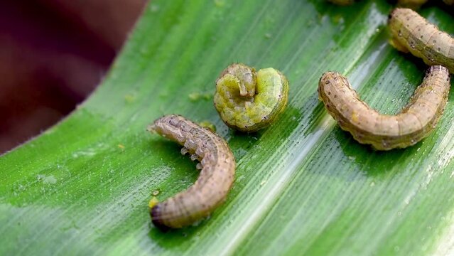 In the maize field, the armyworm attack the maize leaves, causing damage to the maize leaves, causing major losses to the maize itself. Maize is damaged by the fall armyworm Spodoptera frugiparda
