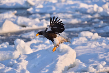 Bird watching with floating ices in winter