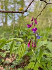 Frühling in Thüringen – Waldorchidee