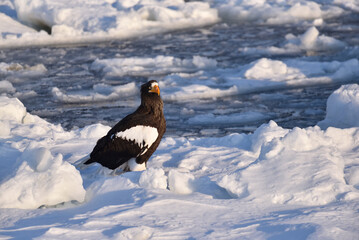 Bird watching with floating ices in winter