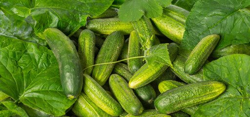 cucumbers close up in the detail - harvest