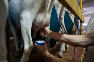 Obraz premium Guy milking a goat in a barn on a farm