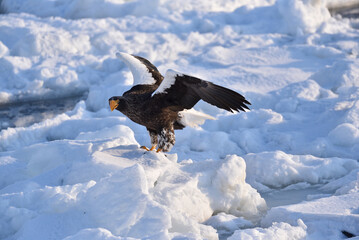 Bird watching with floating ices in winter