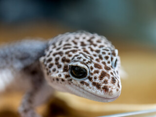 ヒョウモントカゲモドキ