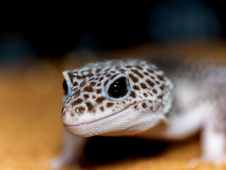 ヒョウモントカゲモドキ