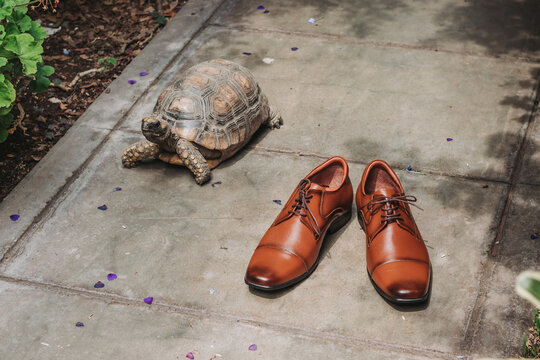 zapatos tortuga