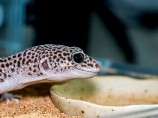 ヒョウモントカゲモドキ