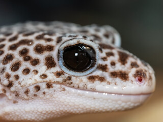 ヒョウモントカゲモドキ