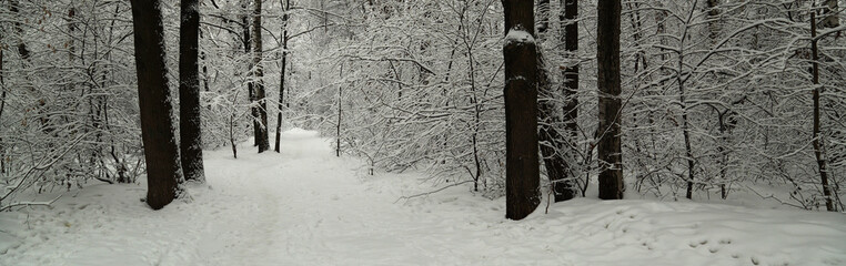 Path in the winter forest - 688014140