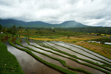 rice terraces in jatiluwih in Bali