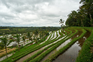 Obraz premium rice terraces in jatiluwih in Bali