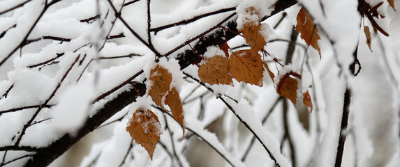 autumn leaves in the snow - 688014941
