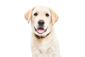 Adorable labrador puppy, closeup, isolated on white background