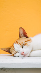 sleeping cat on orange backdrop