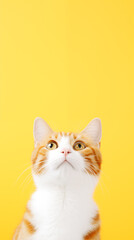 cat looking up towards the sky, yellow background