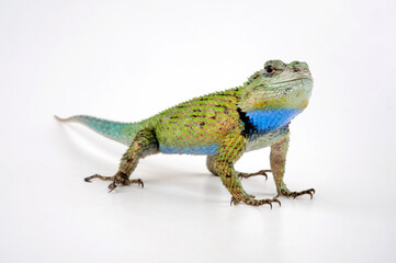 Fototapeta premium Malachit-Stachelleguan // Emerald Swift (Sceloporus malachiticus)