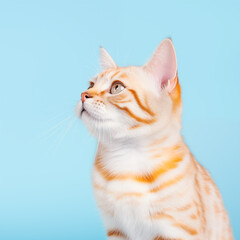 unusual striped orange and white cat on a sky blue background