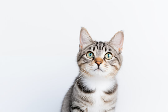 tabby cat on very light background with a lot of empty space for putting text