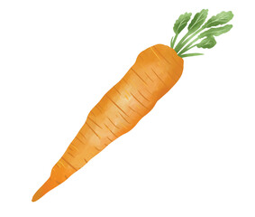 carrot hand drawn illustration vector. PNG. Vegetarian food. Vegetable. orange carrot