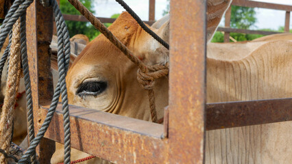 Cows tied and locked in iron cages cry and shed tears of sadness. Animal emotional moments concept....