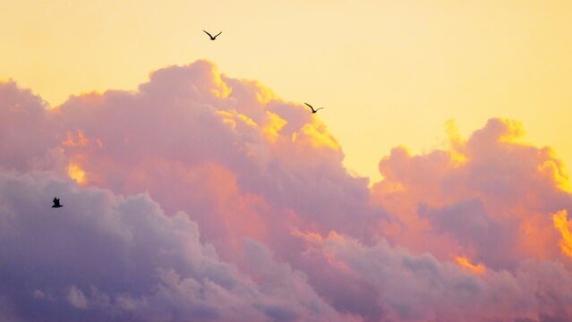 Colorful burning clouds in heaven and birds flaying