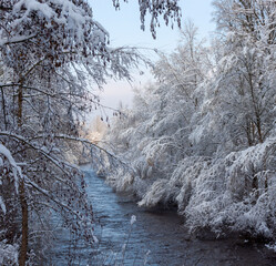 Snow-covered trees on the shore of fast flowing river in winter