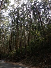 Pine trees in the forest