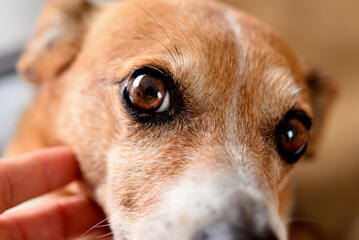 Close up del ojo de un perro de pelo marrón y blanco mirando tiernamente a su dueño