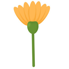 yellow flower isolated.