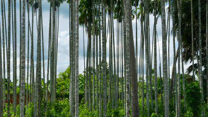 Trees with trunks that reach high into the sky, tree trunks are lined up and form a backdrop to the forest wood pattern and cloudy sky. Nature tree trunk pattern background.