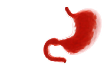 Human stomach isolated on white background, anatomy. Concept of health care, medicine, biology. 3D render, 3D illustration, copy space, photorealism.