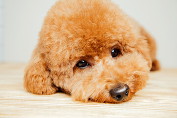 A small beautiful red poodle in the collar on a light gray background. Close up pet portrait. Front view