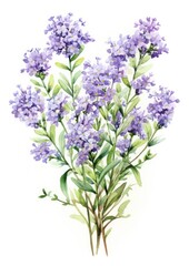 Obraz premium watercolor illustration limonium bouquet, isolated on white background