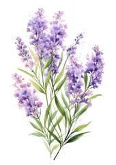 Obraz premium watercolor illustration limonium bouquet, isolated on white background