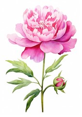 watercolor illustration peony flower,isolated on white background