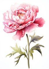 watercolor illustration peony flower,isolated on white background