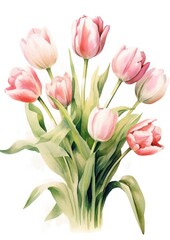 watercolor illustration tulips bouquet, isolated on white background