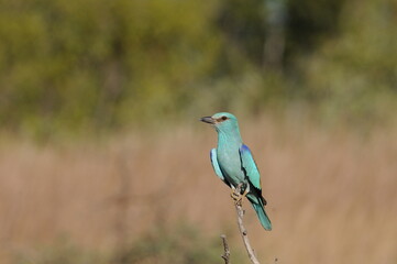 A beautifully, brightly coloured European roller perched on a branch