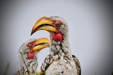 Southern yellow-billed hornbills perched on a branch