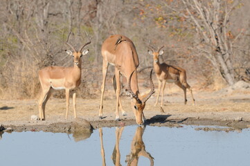 Naklejka na ściany i meble Three male impalas at a waterhole