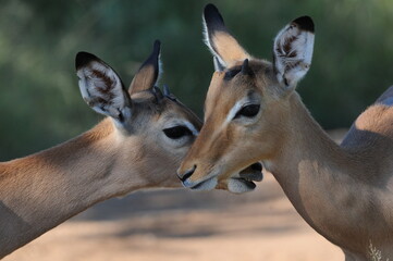 Two male impala lambs interacting