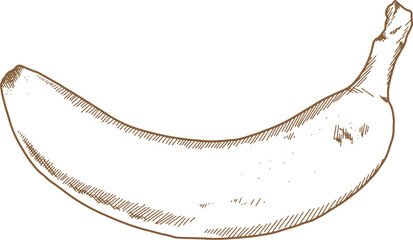 Hand Drawn Illustration Of Banana Fruit