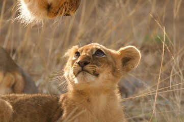 A lion cub gazing at its mother