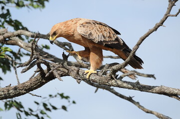 Tawny eagle perched on a branch