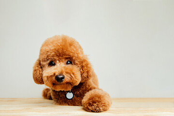 A small beautiful red poodle in the collar on a light gray background. Close up pet portrait. Front view