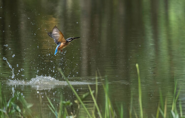 Common Kingfisher