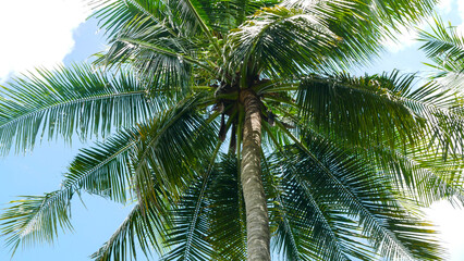 Obraz premium Low angle view of tall coconut trees with trunks reaching to the sky shaded by shady, green coconut tree leaves against a blue cloudy sky