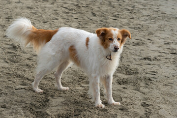 A purebred and cute dog of white and brown color while walking on a sandy beach by the sea. A family dog breed. A dog is a devoted friend of a person