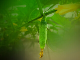 agriculture cucumber